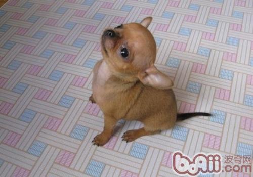 Owner About Dogs The role of dog