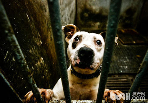 Dog lovers need to be calm when rescuing dogs
