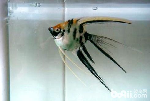 Swallow Fish.jpg