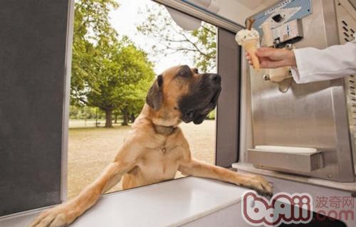 Reasons for not feeding milk to pet dogs