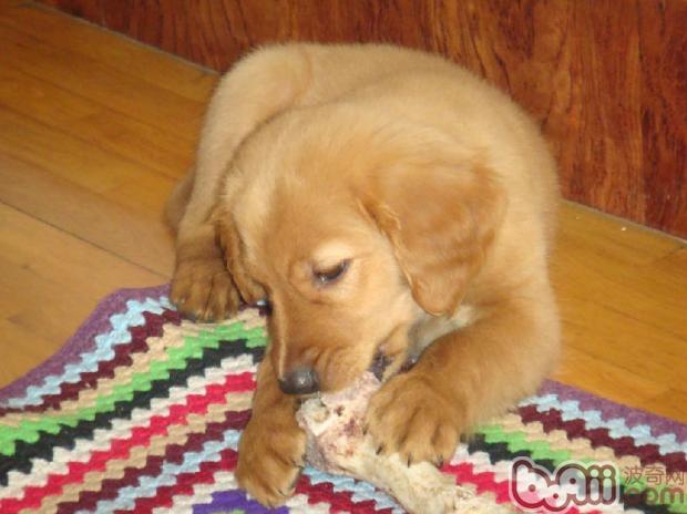 An analysis of the reasons why dogs like to chew