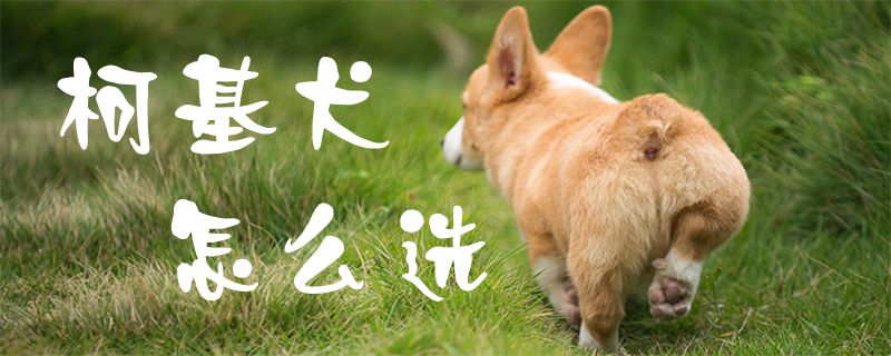 How to choose a Corgi 1