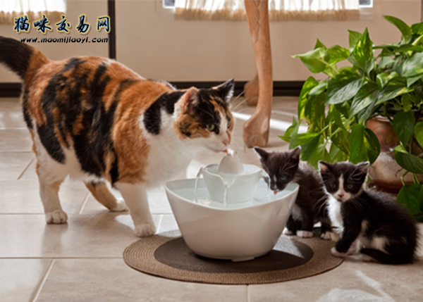 How much does a white British shorthair cat in Hangzhou cost? (Picture 2) )