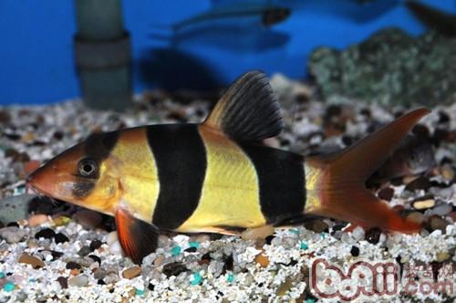 Introduction to the species of the three-room ratfish