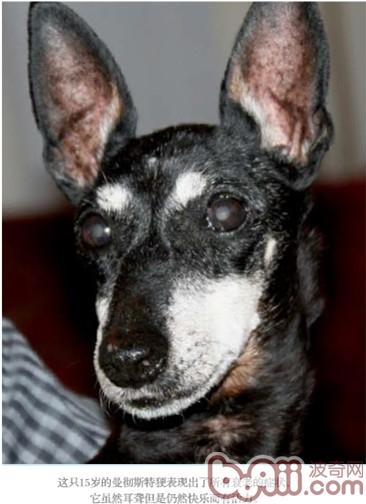 The thinness of the dog