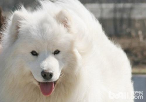 Samoyed The price