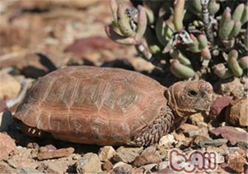 Bao Lange A brief introduction to the species of Tianya tortoise
