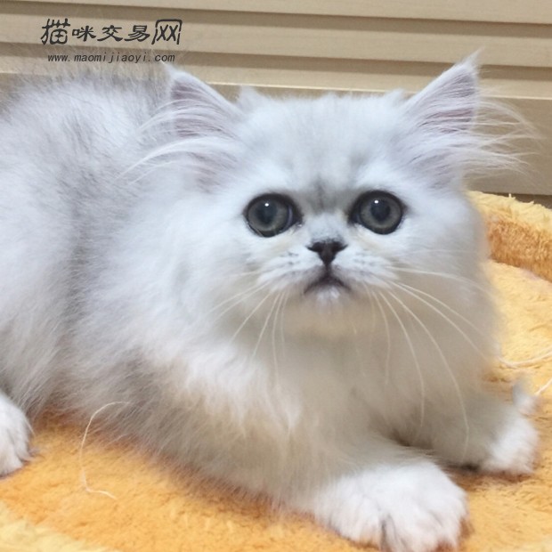 How much is the price of Shanxi British Short Blue Cat in 2019?