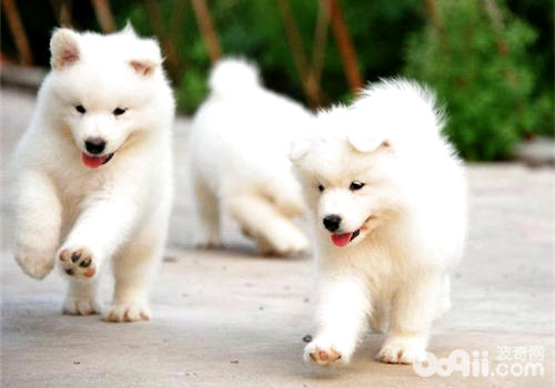 The reasons why Samoyed sheds tears and how to deal with them