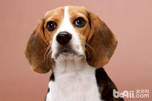 How to scientifically care for Dingsheng puppies