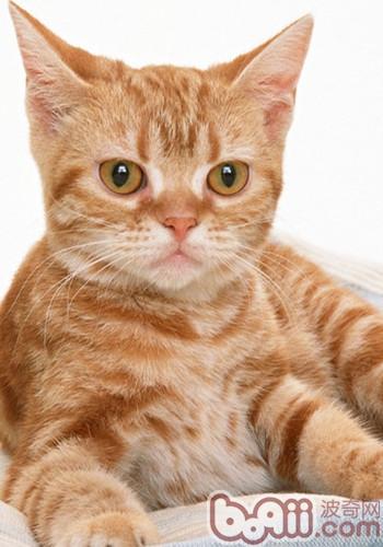 Morphological characteristics of American wire-haired cats