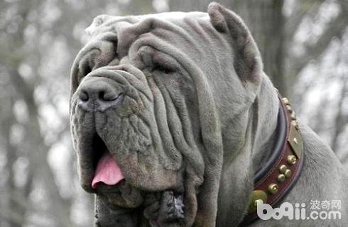 How much does a Neapolitan Mastiff cost