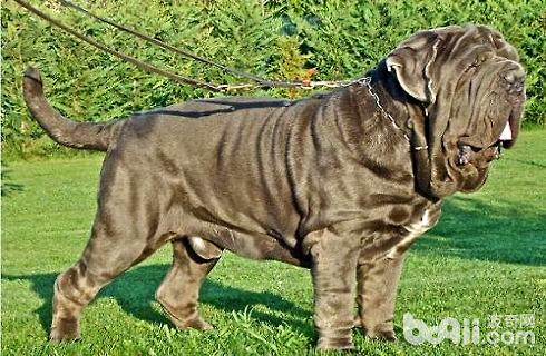 How much does a Neapolitan Mastiff cost