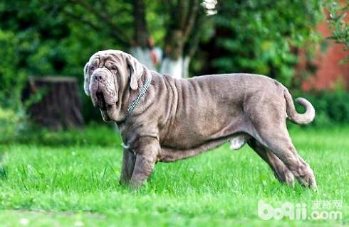 How much does a Neapolitan Mastiff cost
