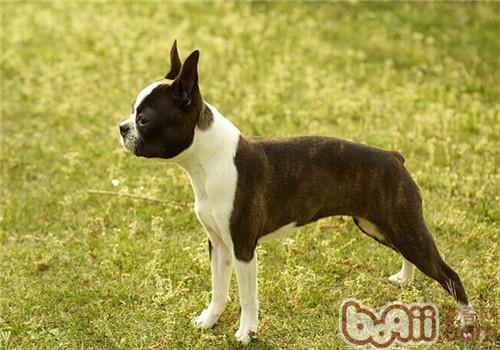 Character Traits of the Boston Terrier