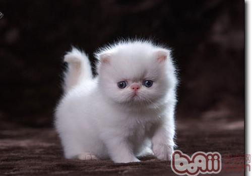 Himalayan cat