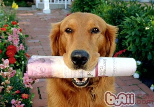 How to clean and apply medicine for pets