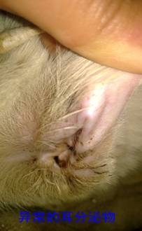How to clean the ears of pets