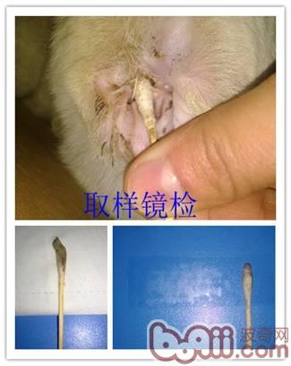 How to clean the ears of pets and apply medicine