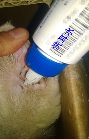 How to clean and apply medicine to pets