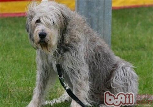 Feeding Focus of Odda Hound