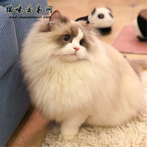 How much does a purebred Ragdoll cat cost?