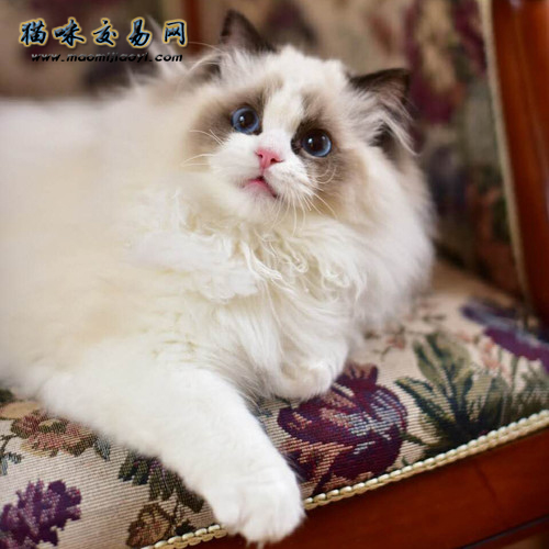 How much does a purebred Ragdoll cat cost?