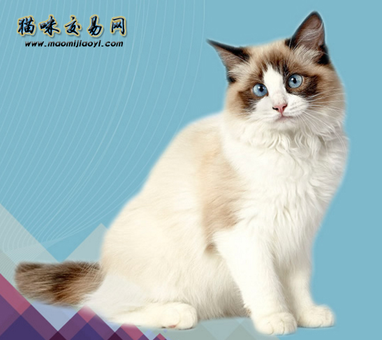 How much does a purebred Ragdoll cat cost?