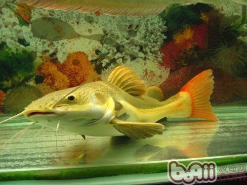 red Introduction to species of red-tailed catfish