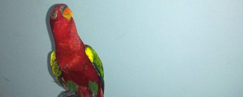 How to teach parrots to talk 