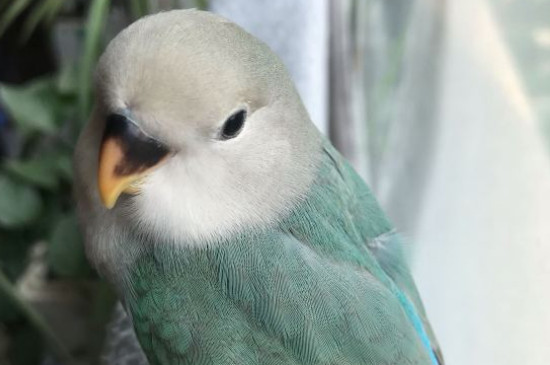 How to teach a parrot to learn to talk