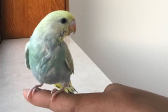 How to teach a parrot to learn to talk