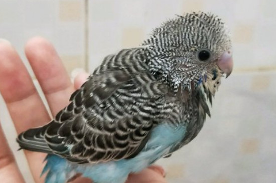 How to teach a parrot to learn to talk