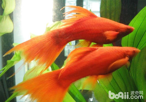 Raising Methods of Swordtail Fish