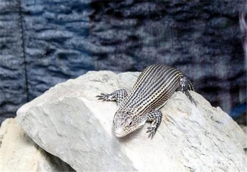 A brief introduction to the species of Shield Lizard