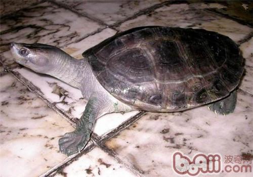 Badaku Introduction to the species of the Badaku turtle