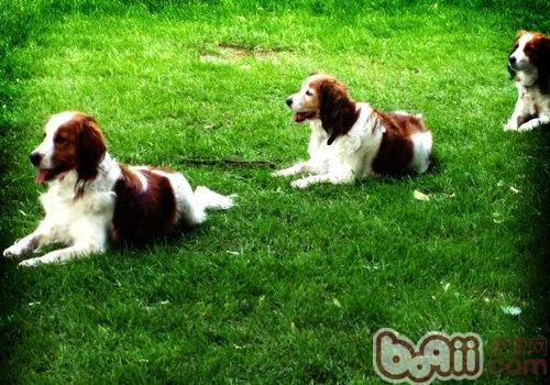 Introduction to the Dutch Water Spaniel