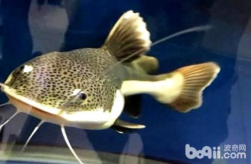 Lucky Cat Fish