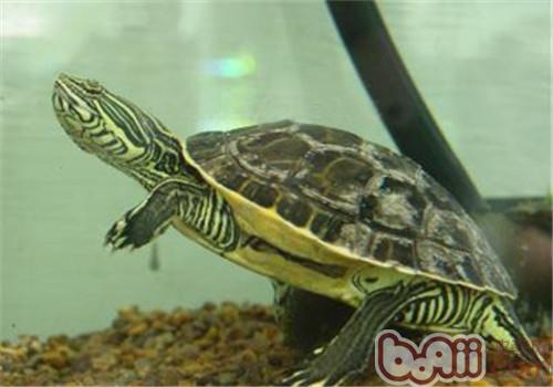 Eastern mesh Introduction to species of chicken turtles
