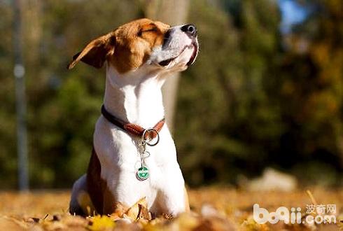 Do dogs need to wear bells? What are the uses of dogs wearing bells