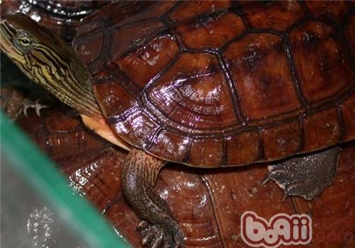 Philippine flower Introduction to the species of turtles