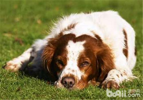 There is no breed profile of the Reton Hound