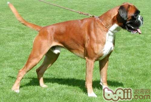 Boxer Dog Breed Introduction