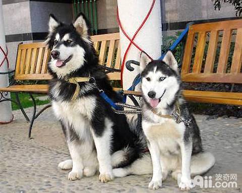 Alaskan and Husky are stupid and don
