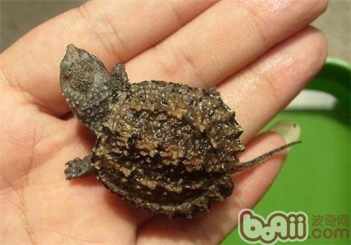 How to identify Small snapping turtle