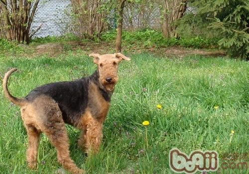 Almighty Terrier Good Not easy to raise
