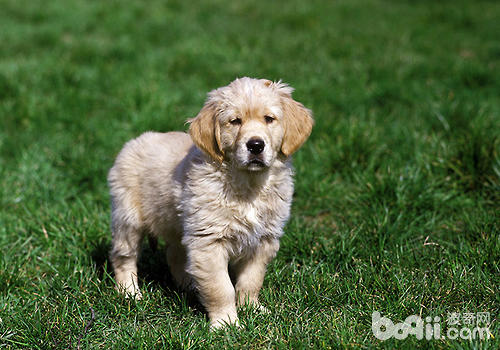 Adopt a dog Be cautious and don’t return it easily.” title=