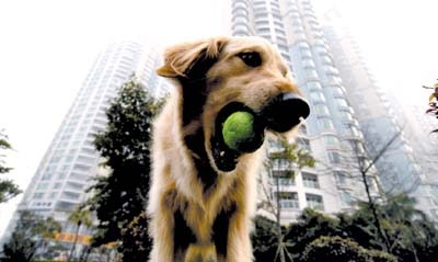 Things to note when raising dogs outdoors