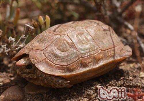 A brief introduction to the species of the hawk-billed tortoise