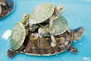 Separation of species information of the order Turtles and Turtles in your country